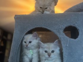 3 Zuckersüße Main Coon/Persa Kitten