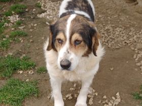 HÜNDIN DANIELA, derzeit in Griechenland