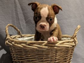 Boston Terrier Welpen - mit viel Nase in Sonderfarbe