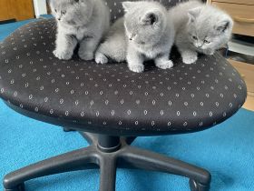 BkH reinrassige Kitten