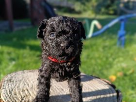 Puliwelpen (hypoallergen)