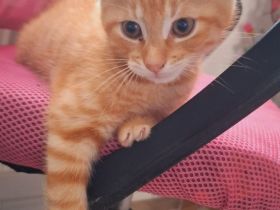 Katzenbaby in Liebenden Händen abzugeben