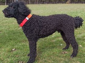 Deckrüde, Spanischer Wasserhund - Perro de Agua Español