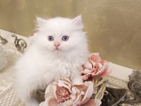 BKH BLH Kitten reinrassig bereit zur Besichtigung