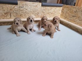 Labradoodle-Welpen, F2 Generation