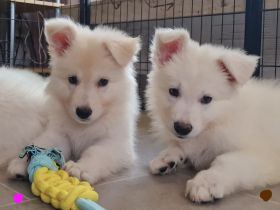 Weisse Schäferhundwelpen