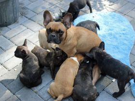 Französische Bulldoggen Welpen mit AT aus umfangreich untersuchter Verpaarung