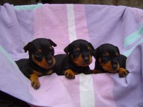 Bildschöne Zwergpinscher Welpen mit Papieren