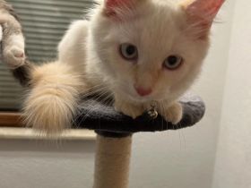 DRINGEND!! Maine Coon Kitten abzugeben