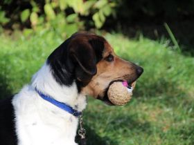 Boji, Entlebucher Sennenhund-Mix, geb. 8/ 2022, sucht geduldige Besitzer