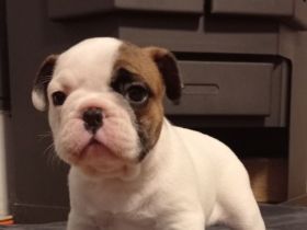 Französische Bulldogge