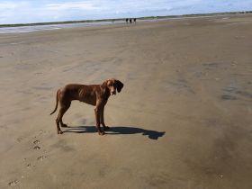 Magyar Vizsla Deckrüde gesucht UK