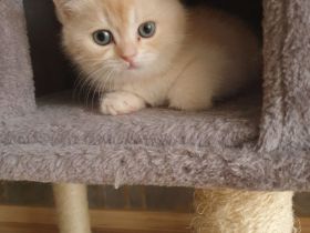 BKH reinrassig Kitten bereit zur Abholung