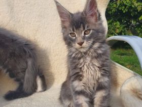 Maine Coon Kitten