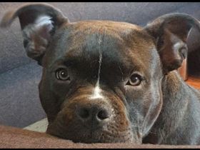 American Bully Pocket