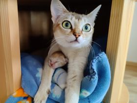 Singapurakitten, beste Linien, Liebeskatze, kleinste Katze