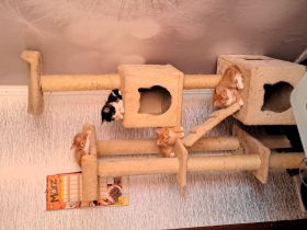 Main Coon Kitten (Sehr Liebevoll und Kuschelig)