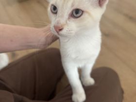 Baby Katzen auf der Suche nach Ihrem neuen zu Hause