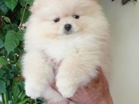 Pomeranian Zwergspitz Rüde abzugeben