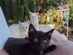 Süßes schwarzes Kitten in liebevolle Hände abzugeben