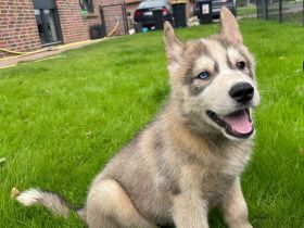 Siberian Husky Welpen