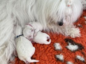 Coton de Tulear Welpen