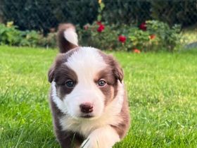 Border Collie Welpen