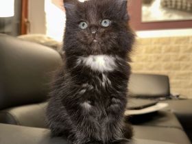 Main Coon Kitten 2Kater