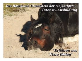 Tierkommunikation Kurs 2/3 Dez. Rastede/Niedersachsen