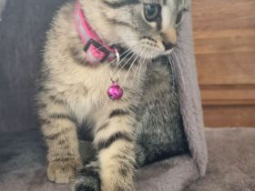 BKH Mix + Meine Coon Kitten Katze