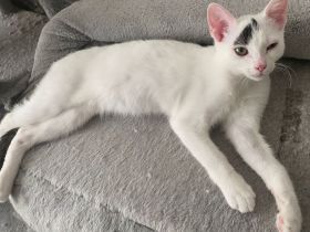 Süßer Kater abzugeben