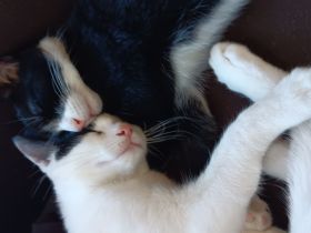 2 Katzen abzugeben
