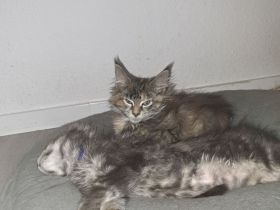 Meine Coon kitten