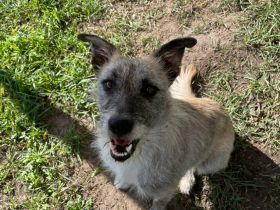 Franziska, aufgeschlossene, freundliche Hündin, kastriert, 1 Jahr alt, 48 cm groß