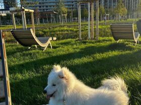 Samojede 13 Monate alt auf der Suche nach einer Familie