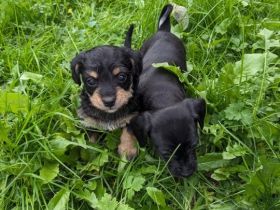 Zwergpinscher Zwergpudel Mix Welpen