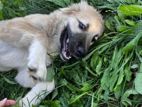 Kaukasischer Owtscharka/Sarplaninac