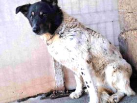 Zeigst du Faxa wie schön das Leben sein kann?