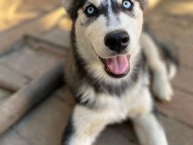Husky
