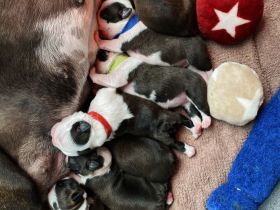 Boston Terrier Welpen