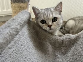 BKH reinrassige Kater