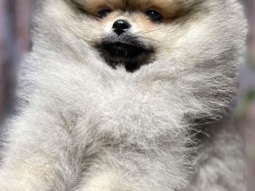 Archi sucht ein neues zuhause