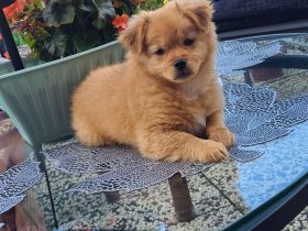 Kleine prinzessin Lolla