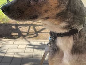 Toller Rüde sucht Dringend ein Zuhause