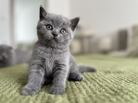 Wunderschöne BKH Kitten Farbe Blue & Lilac mit Stammbaum