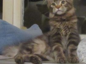 Maine Coon - weiblich