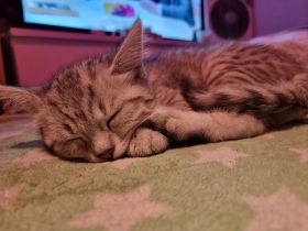 Bkh Babys verschiedene Farben 💜