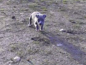 Amstaff Welpen Blueline