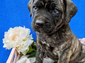 Süße Cane Corso Welpen suchen ein Zuhause