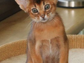 Abessinier suchen ein liebevolles Zuhause